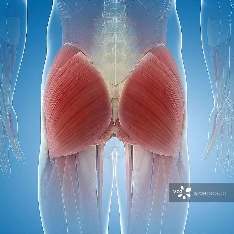 臀部肌肉，艺术作品图片素材