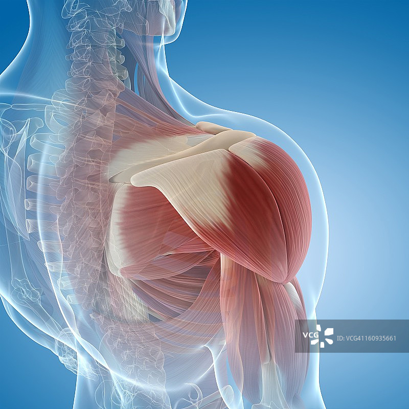 肩部肌肉，艺术作品图片素材