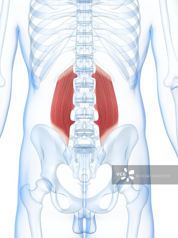 腰背部肌肉（艺术作品）图片素材