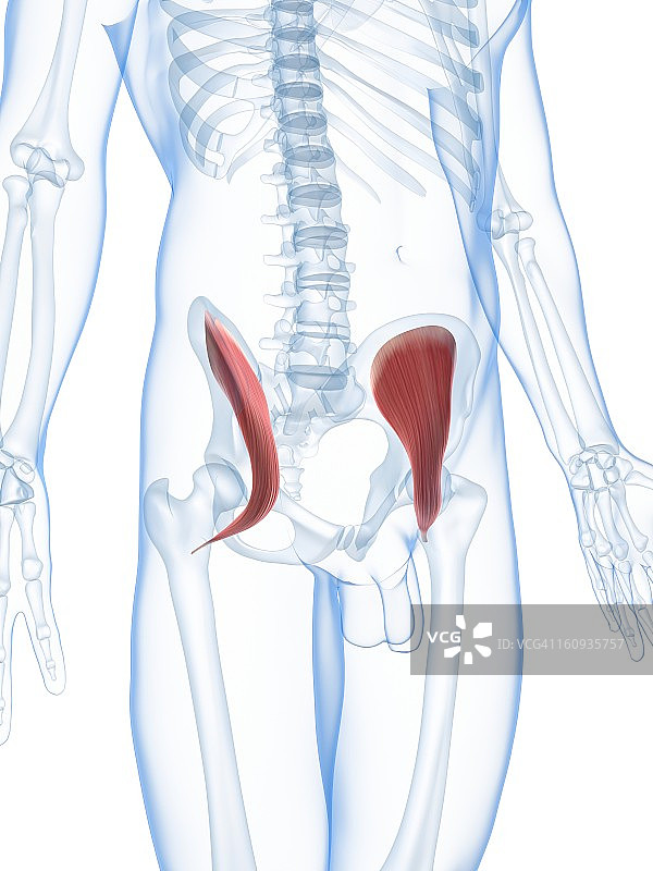 臀部肌肉艺术作品图片素材