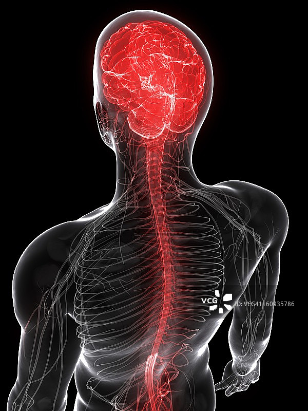 中枢神经系统插画图片素材