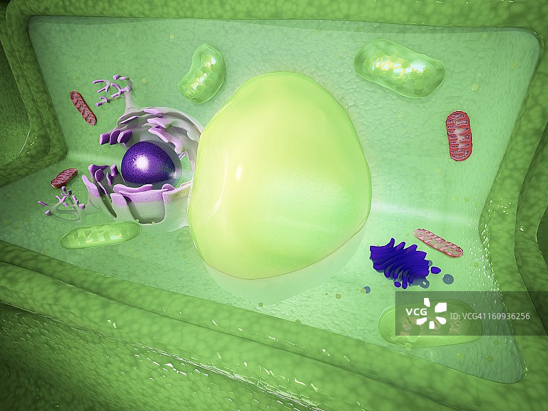 植物细胞艺术作品图片素材