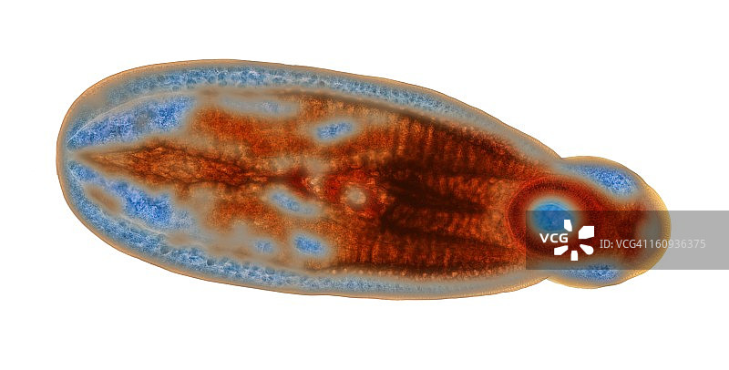未成熟的吸虫，光学显微照片图片素材