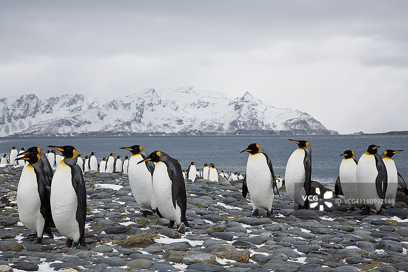 早春的南乔治亚州国王企鹅图片素材