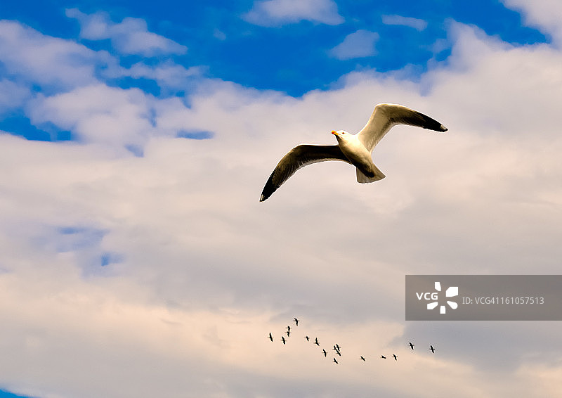 孤独飞翔的海鸥图片素材