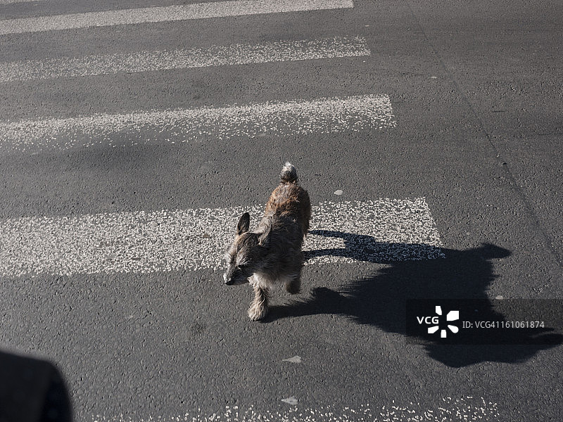 穿过街道的流浪狗图片素材