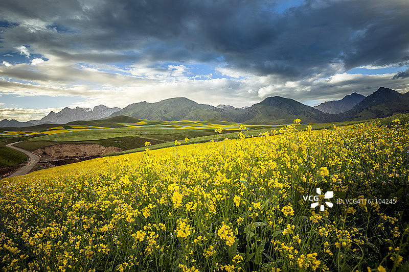 穿过油菜籽田的乡村道路图片素材