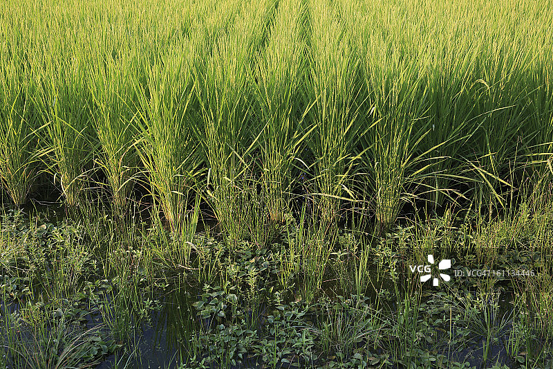 日本富山夏季稻田图片素材