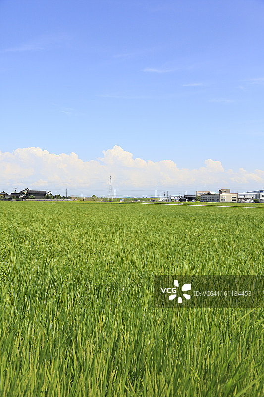 日本富山夏季稻田图片素材