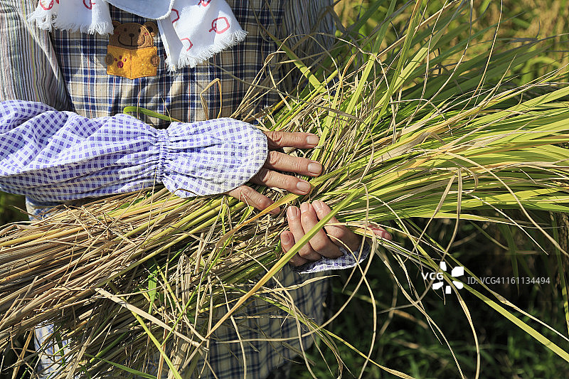 手 holding 稻穗图片素材