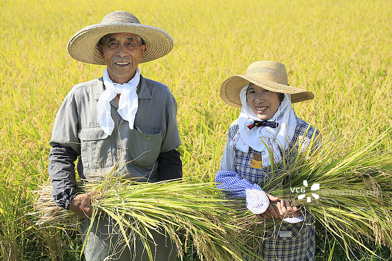 两位农民秋季在稻田中手持稻穗图片素材
