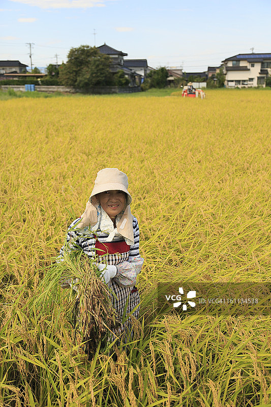 秋季，女农场主手持稻穗站在稻田中图片素材