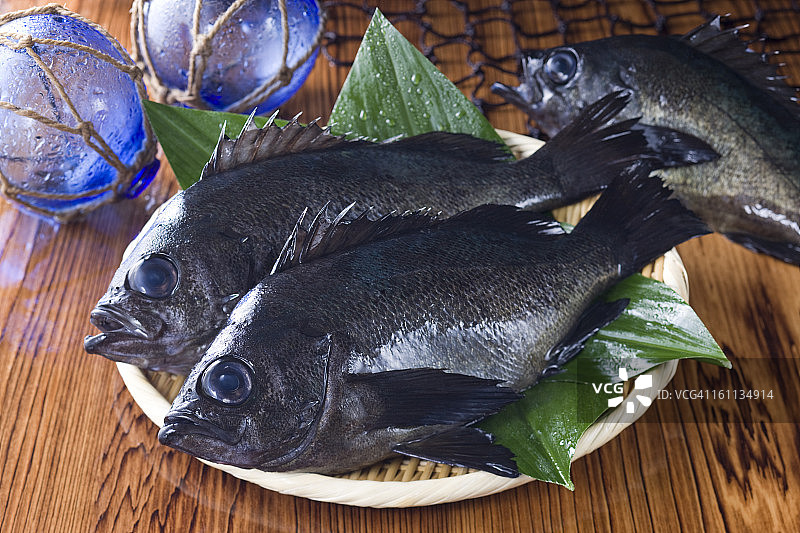 黑石斑鱼图片素材