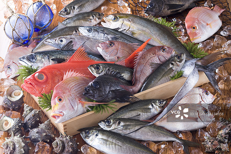 什锦新鲜鱼类和贝类图片素材