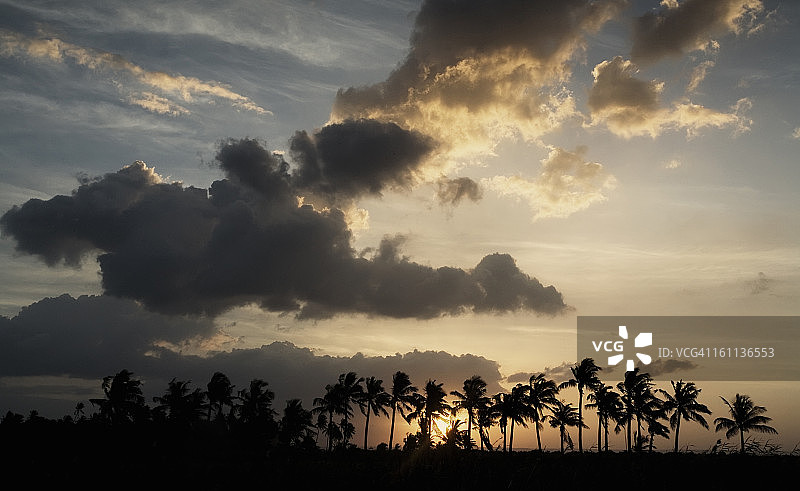 田野中棕榈树的轮廓图片素材