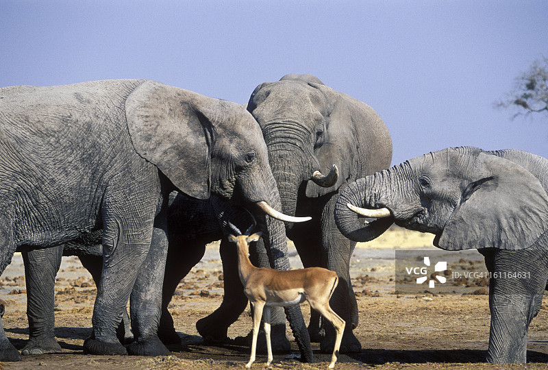 大象和黑斑羚图片素材
