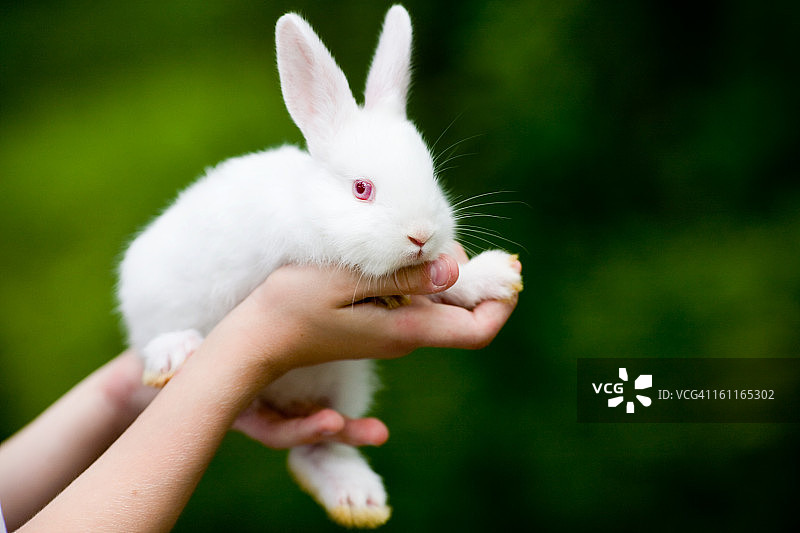 四周大的白色小兔子图片素材