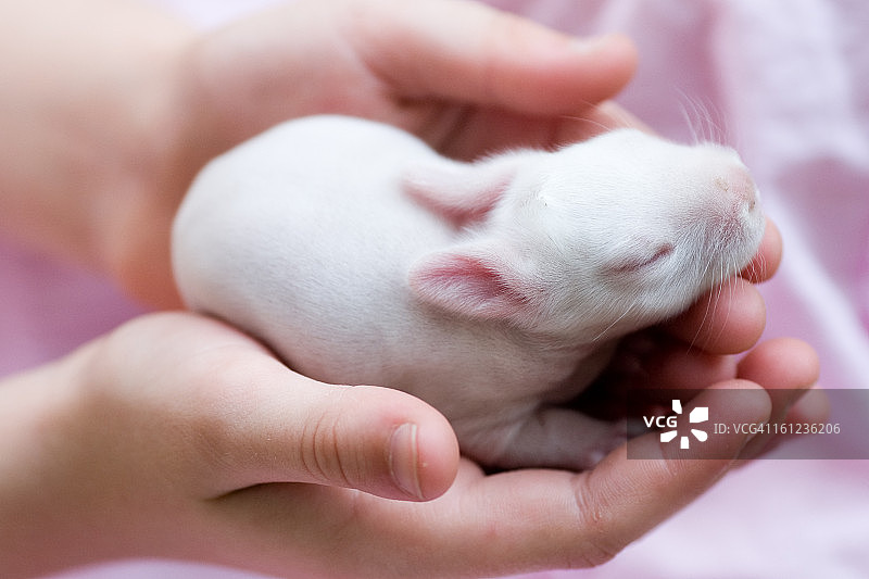 出生五天的小兔子图片素材