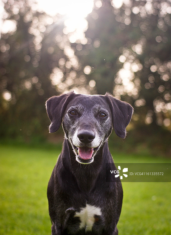 散景男孩图片素材