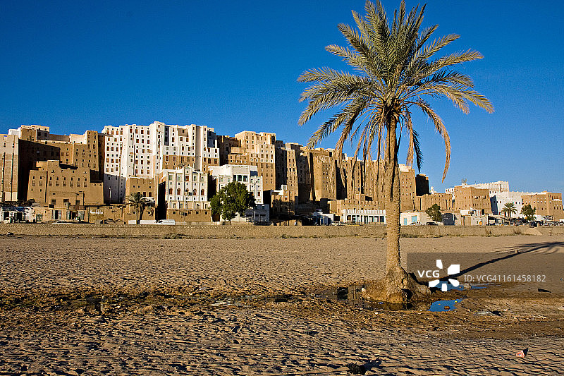 棕榈树，希巴姆图片素材