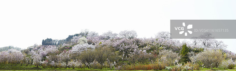 鲜花盛开的山丘图片素材