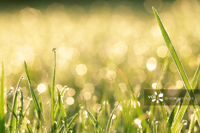 带水滴的草地图片素材