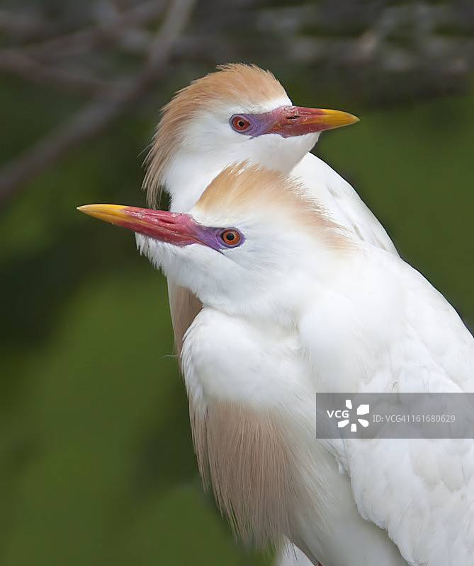 牛背鹭图片素材