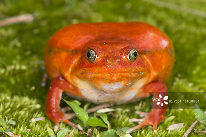 番茄蛙图片素材