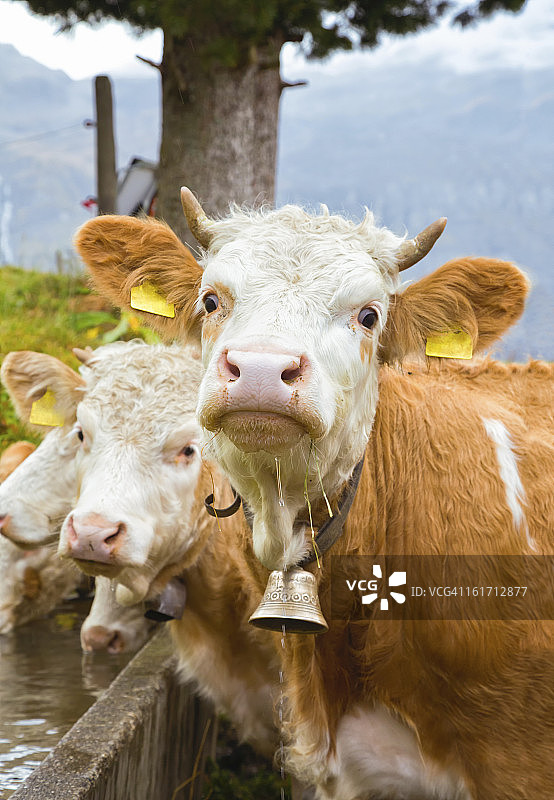 从槽里向上看的西门塔尔小牛图片素材
