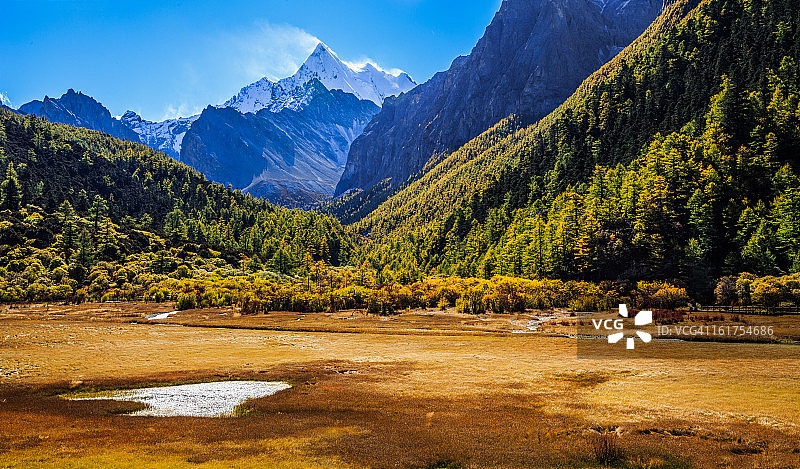 中国四川亚丁洛绒牛场图片素材