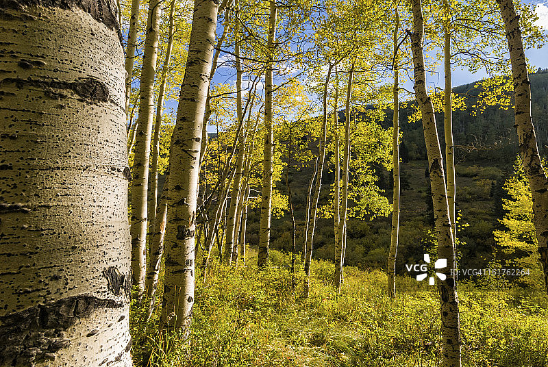 秋季白杨树林图片素材