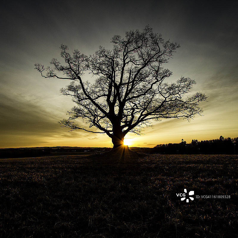夕阳下的老橡树图片素材