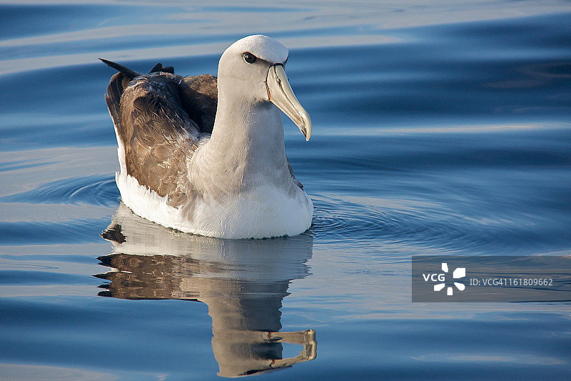 信天翁相遇图片素材