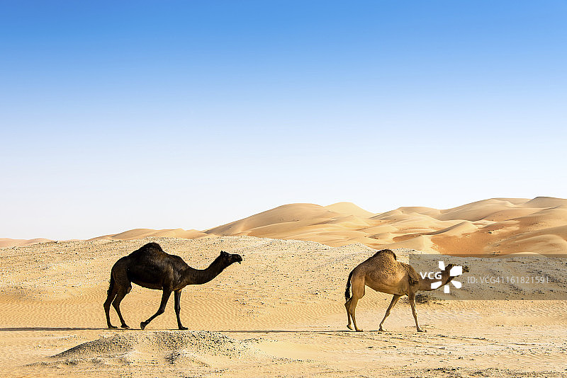 黑色和棕色骆驼图片素材