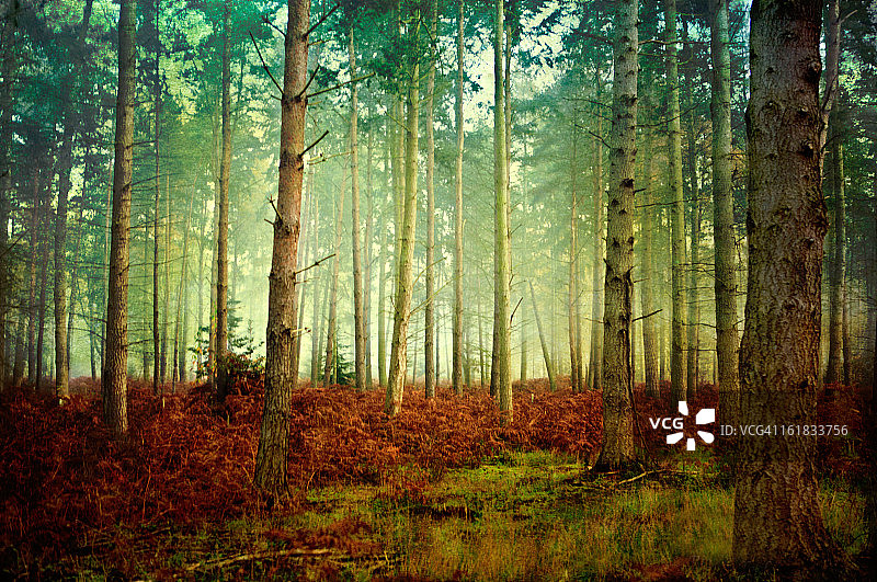 薄雾绿光和蕨类植物的松树林图片素材