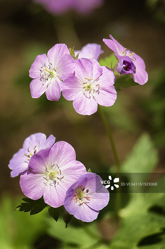 薰衣草天竺葵花图片素材