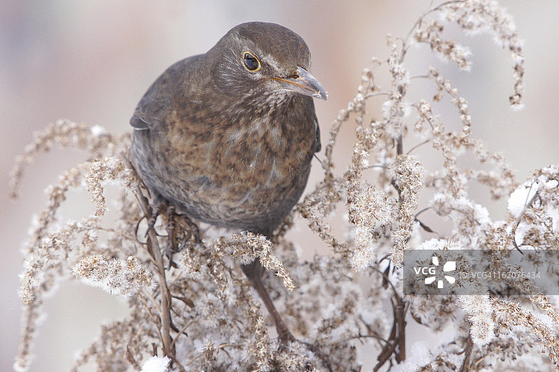 冬季的乌鸫图片素材