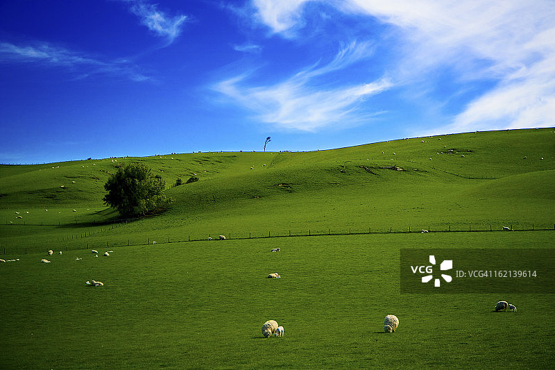 南国绿地图片素材