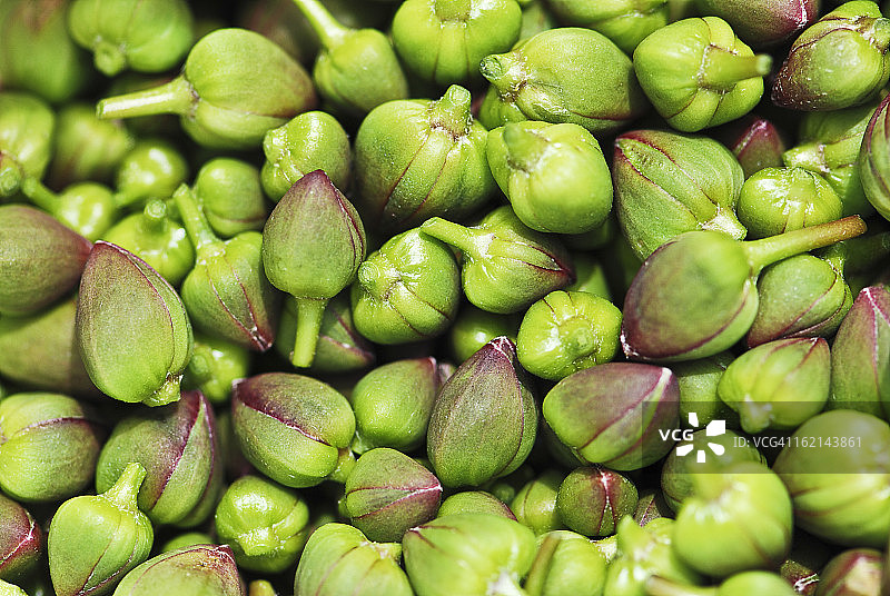 新鲜续随子图片素材