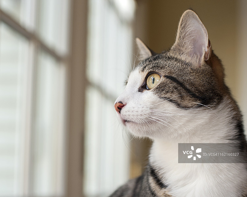 在窗边图片素材