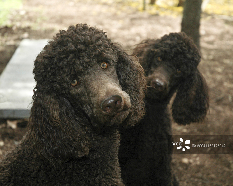 巧克力贵宾犬图片素材