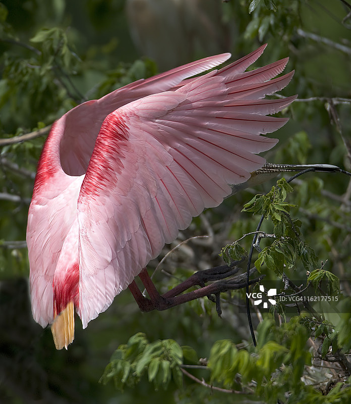 朱鹭降落图片素材