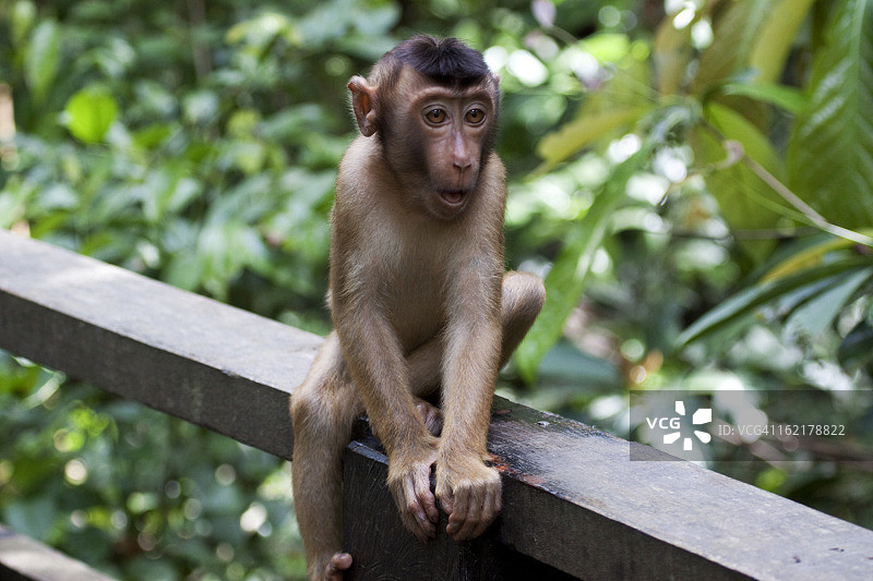 长臂猿宝宝图片素材