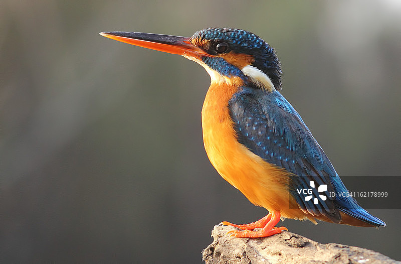 雌性小翠鸟图片素材