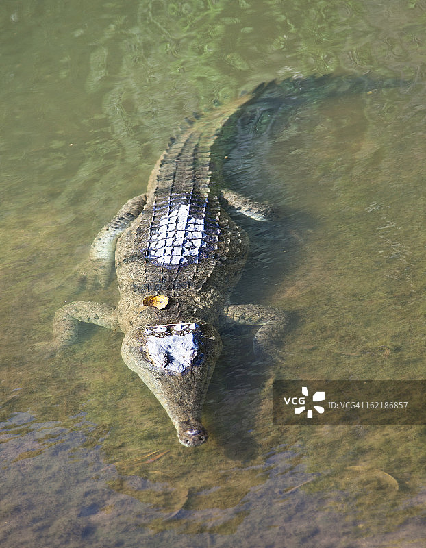 淡水鳄鱼图片素材