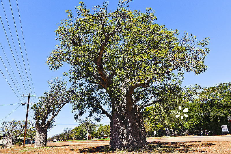 德比街上的猴面包树图片素材