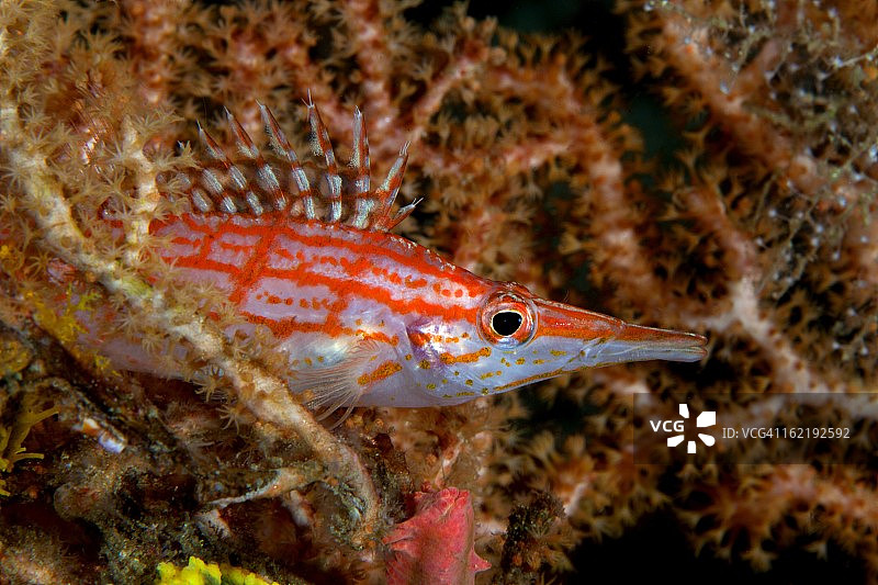 长鼻鹰鱼图片素材