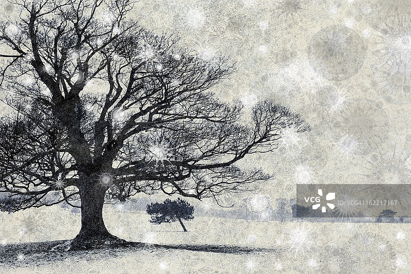 大树枝桠下的小树图片素材