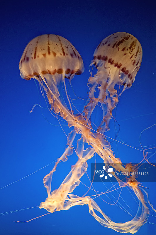 水母夫妇图片素材