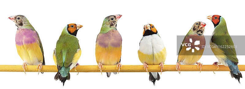 胡锦鸟图片素材